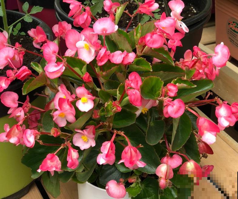 5种颜值超高的植物,南方养殖四季开花,好看又好养 5种颜值超高的植物,南方养殖四季开花,好看又好养