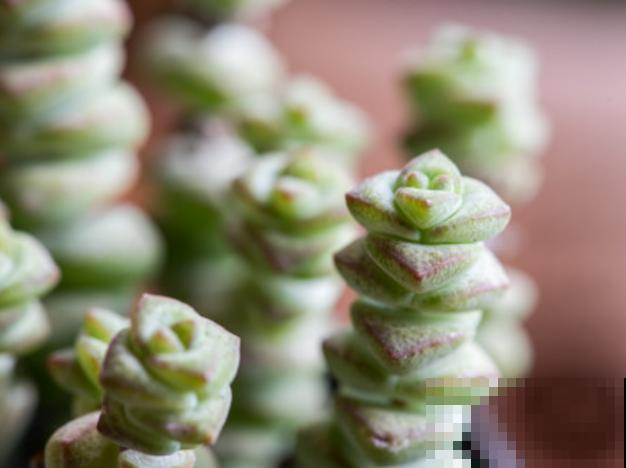 “招财”的多肉剪个枝，插土里半个月生根，寓意富贵进宝