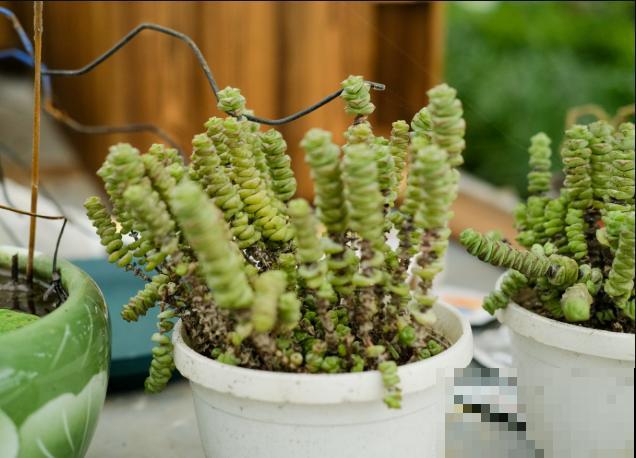 养殖多肉钱串，注意这6点，养的肥嘟嘟