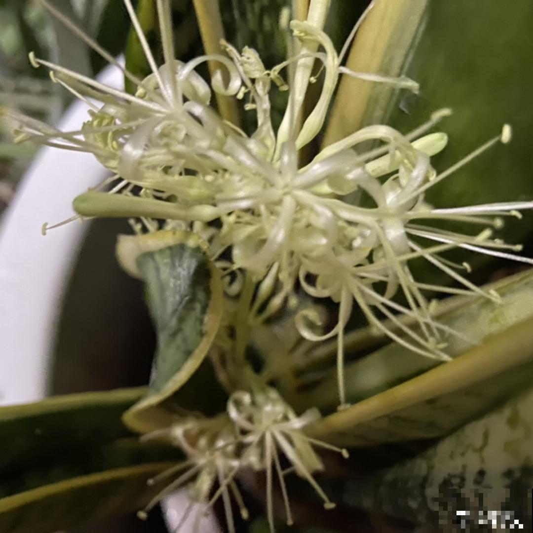 老人常说,6种吉祥花,轻易不开花,开花据说有好运 老人常说,6种吉祥花,轻易不开花,开花据说有好运