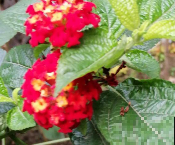 开败了的五色梅,赶紧剃个“小平头”,还能继续开花 开败了的五色梅,赶紧剃个“小平头”,还能继续开花