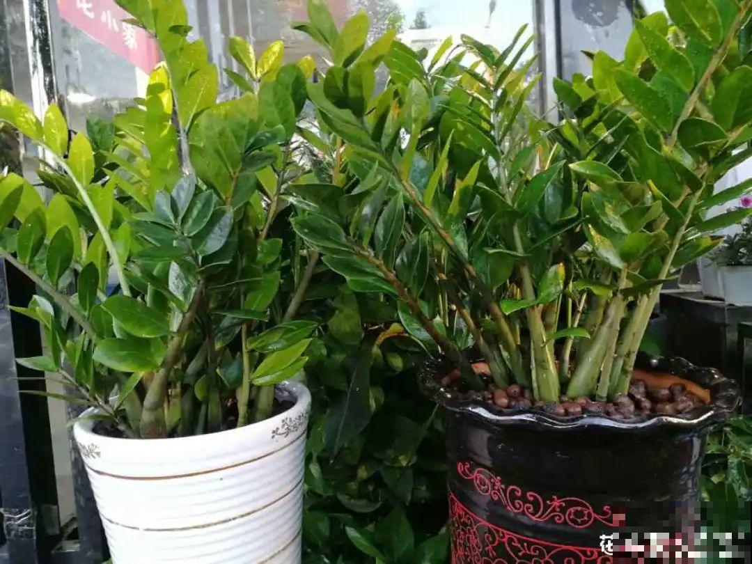 9种花不能暴晒，晒得越多花越不好，找阴凉地养