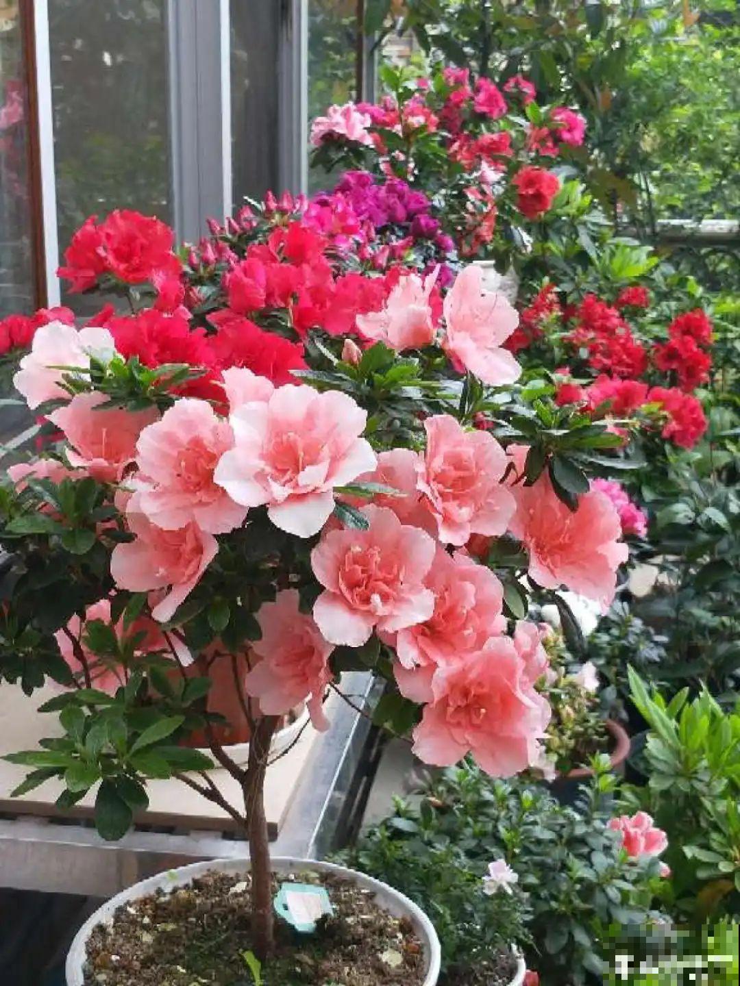 3个症状，说明花缺肥了，赶快补上，下个月大爆花