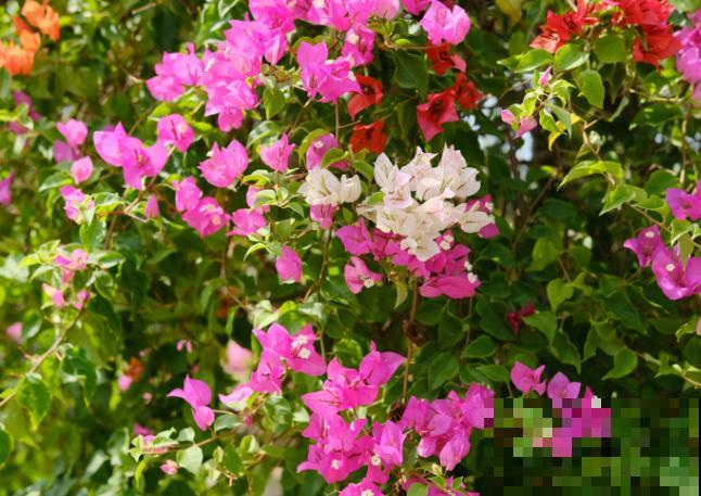 养殖三角梅，扦插想成功，这5点要记住