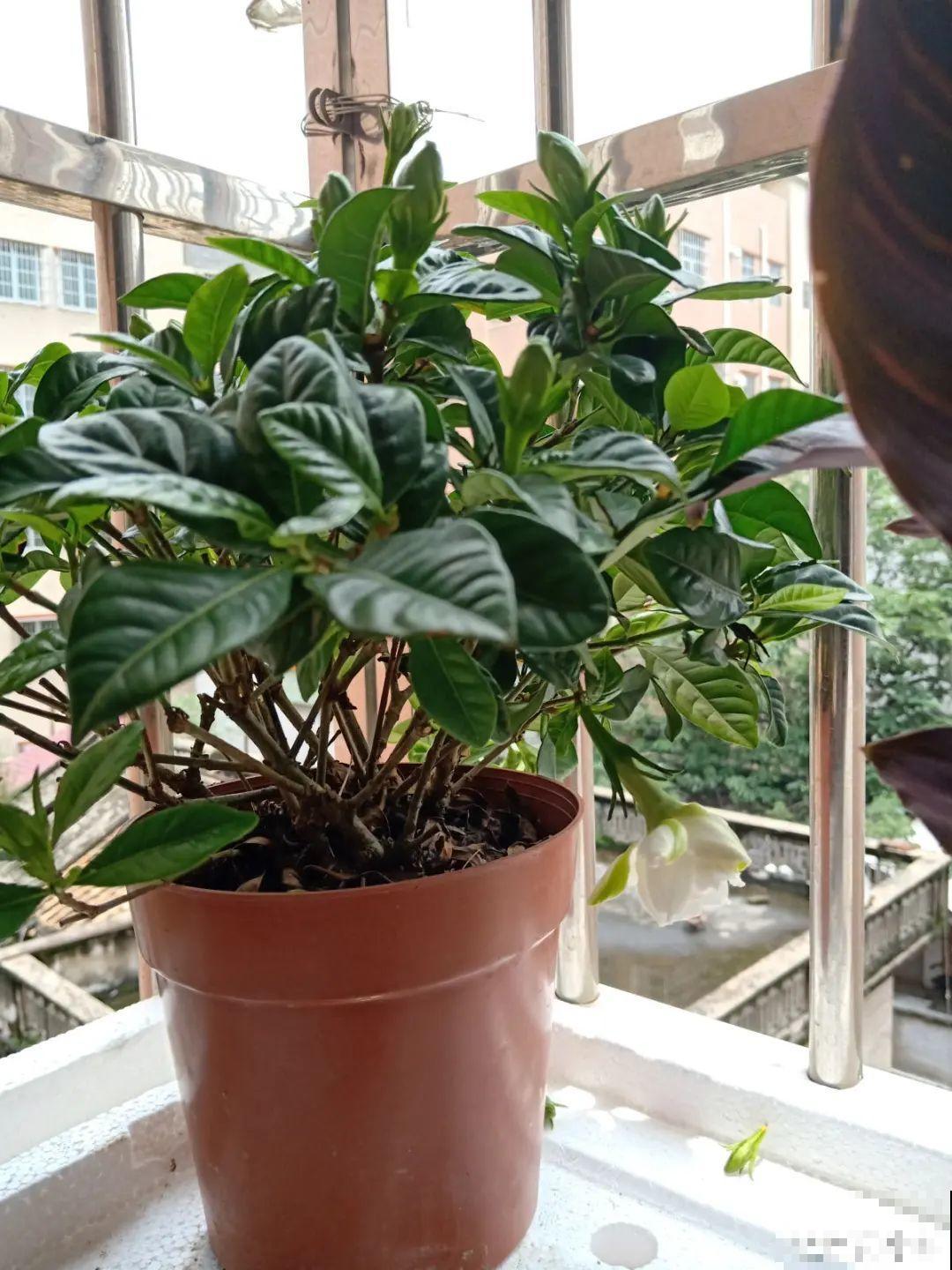 10种过年花，湿养能活命，干养会送命！