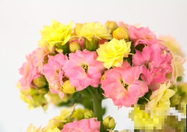 有院子就种5种花，开花一大片，远子变花海，特容易