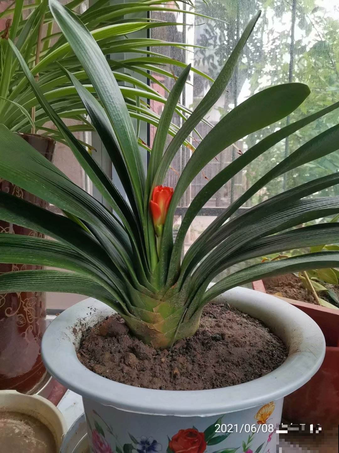 君子兰一直不开花，学会什么叫“春化”，开花数量翻倍