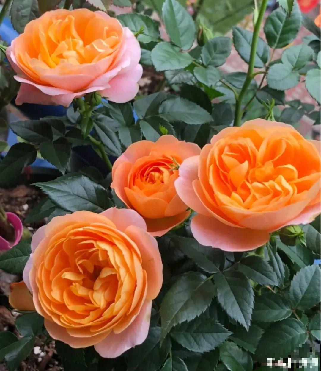 花园三剑客也要换盆,越冷长得越旺,明年呼呼开花 花园三剑客也要换盆,越冷长得越旺,明年呼呼开花