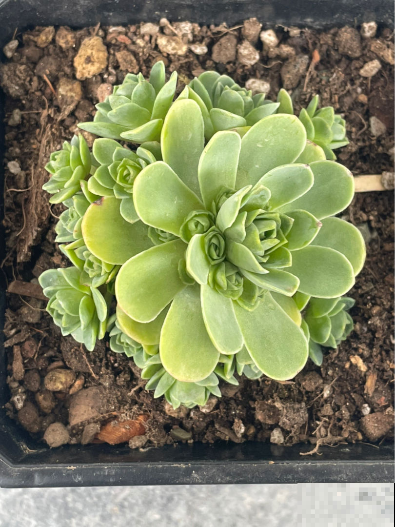 结束休眠的多肉，需要做4件事，马上就能爆盆