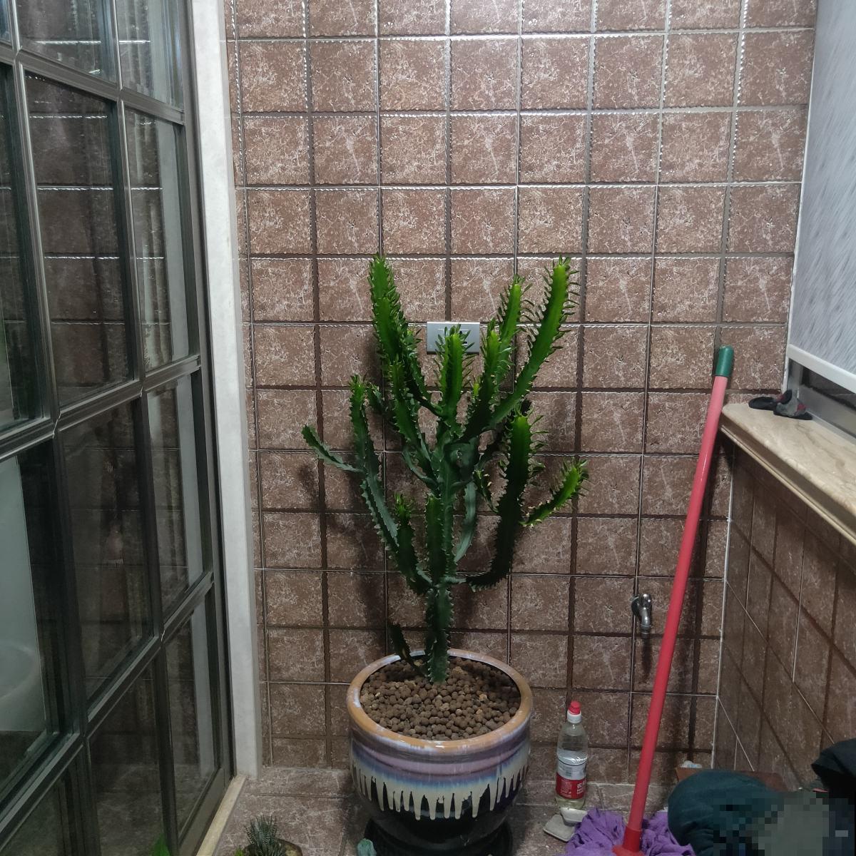 婆媳关系僵硬多年，被一盆花化解，从此关系亲密无间