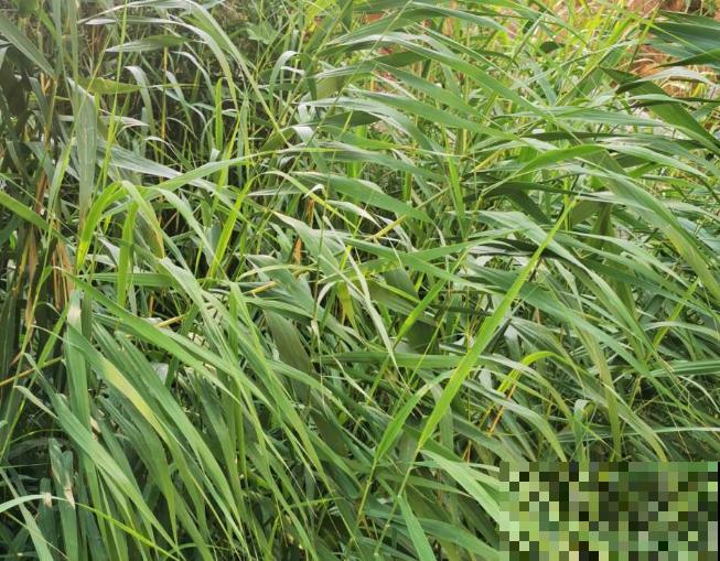 5种水生植物，常绿还耐寒，养殖简单