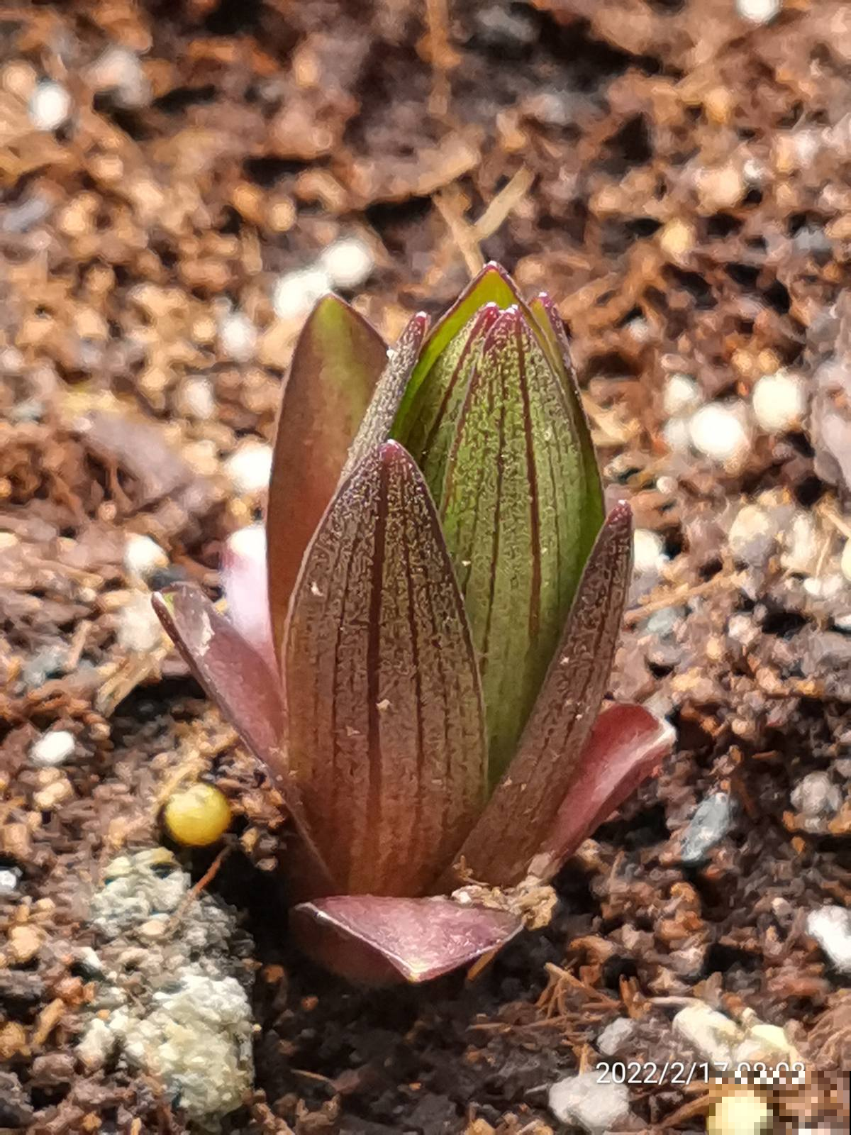 土里种个“洋葱球”,太阳猛晒两个月,开出美艳香水花 土里种个“洋葱球”,太阳猛晒两个月,开出美艳香水花