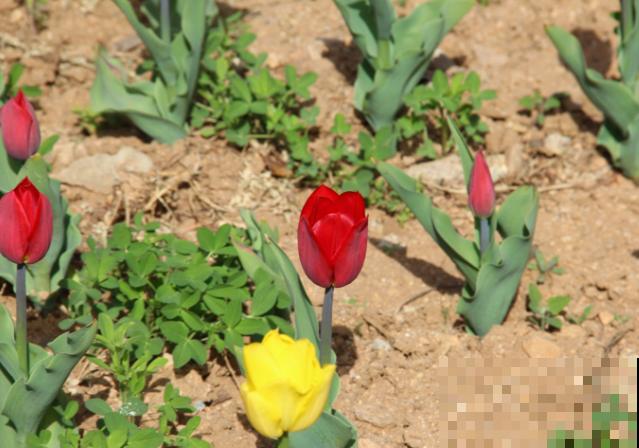 郁金香放冰箱,来年呼呼开花,不然明年看不到花 郁金香放冰箱,来年呼呼开花,不然明年看不到花