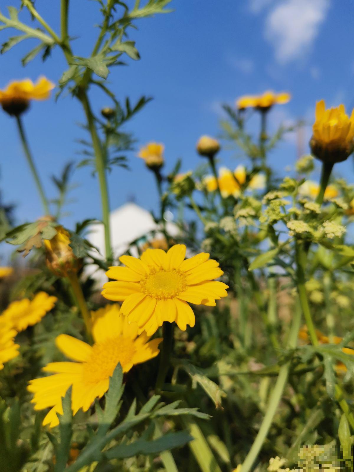 春天吃茼蒿，被称作“皇帝菜”，营养价值位列前茅