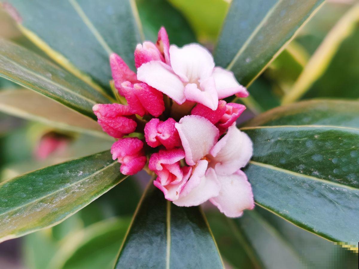 3种花新手还是放弃吧,买了就等于浪费钱,很难养活 3种花新手还是放弃吧,买了就等于浪费钱,很难养活