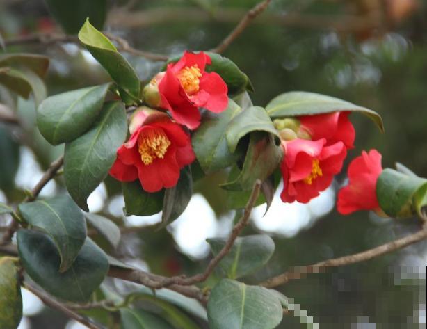 5种红色植物，养殖在院子里，好养又喜庆