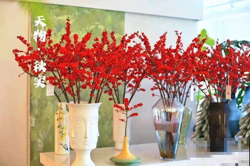 家里养盆北美冬青,红红火火,财源广进 家里养盆北美冬青,红红火火,财源广进