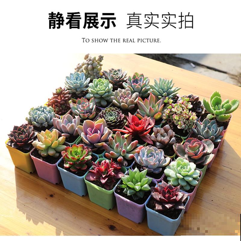 家里养多肉，遇到叶片干瘪，注意这3点轻松解决