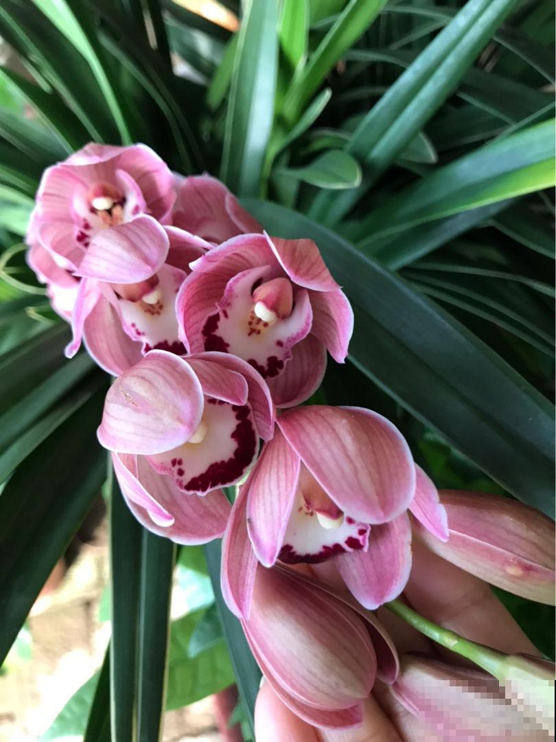 过年买花,可别当那“冤大头”,4个坑千万别踩 过年买花,可别当那“冤大头”,4个坑千万别踩