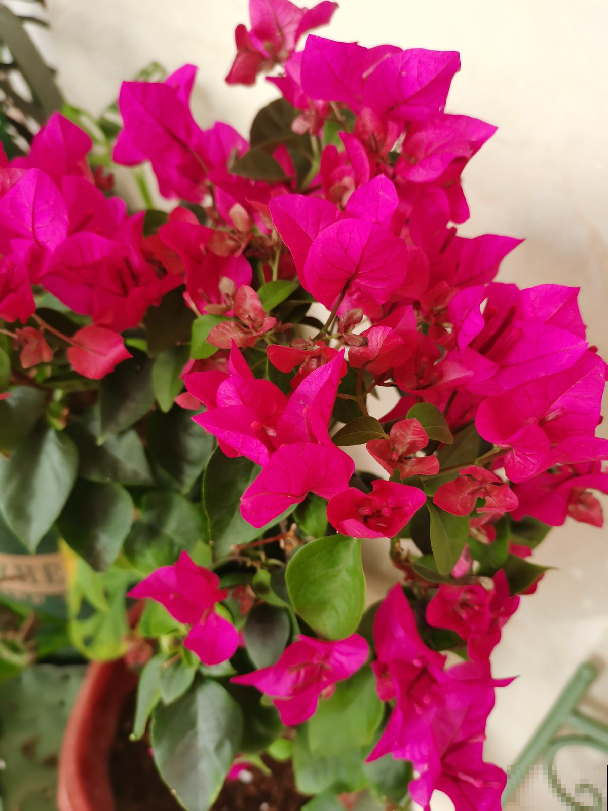 南方一种花,一年四季开花,种一棵真是赚大了 南方一种花,一年四季开花,种一棵真是赚大了