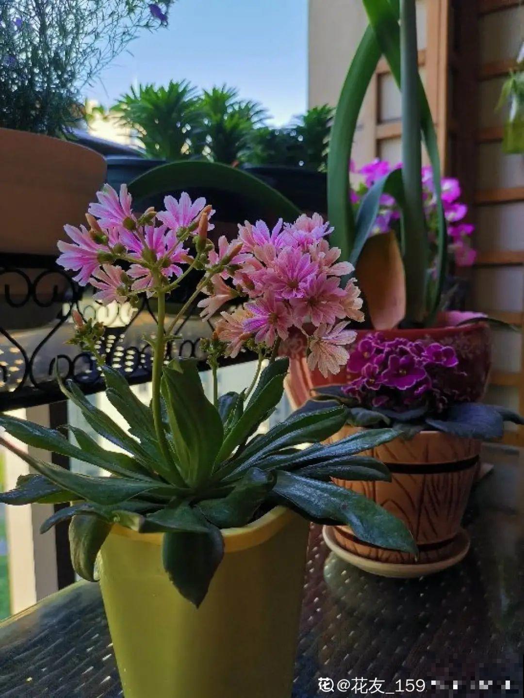 立春了，10种花最先上肥料，今年呼呼开到爆