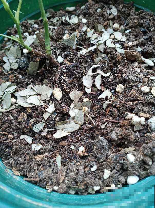 土硬得像铁疙瘩，4个要点记住，旧土壤松软像发糕