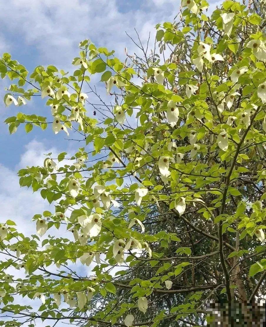 7种花不能买，触犯法律了不得，买了给自己惹麻烦