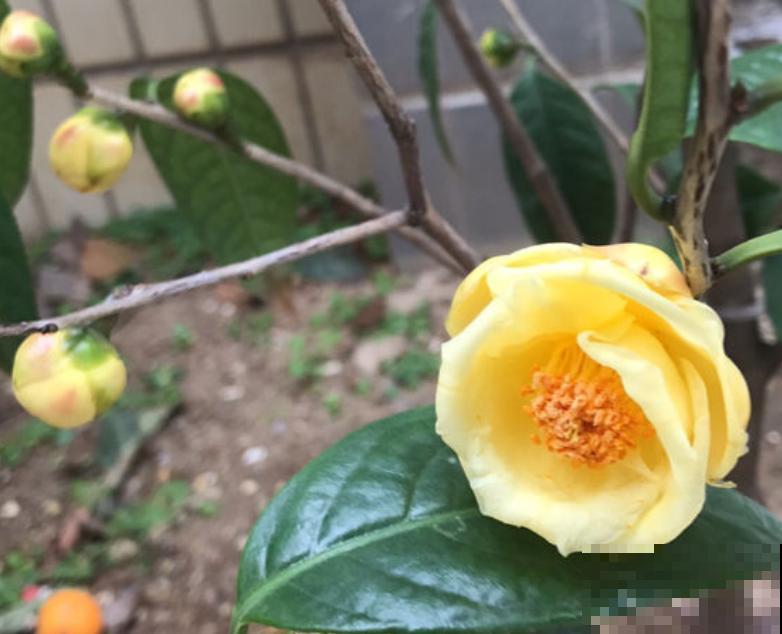 贵货植物别花钱买，掐个枝条插土里，1棵变多棵