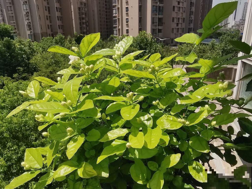 爱喝酸酸水的3种花,喂点酸水就爆盆,还能旺宅 爱喝酸酸水的3种花,喂点酸水就爆盆,还能旺宅