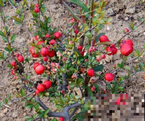 “长寿冠”海棠花这个品种不常见，养殖在家注意这6点，花期变长