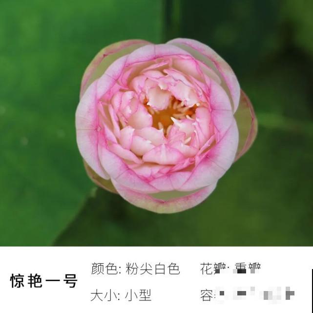 碗里就能种的荷花，1节藕种土里，初夏就开花