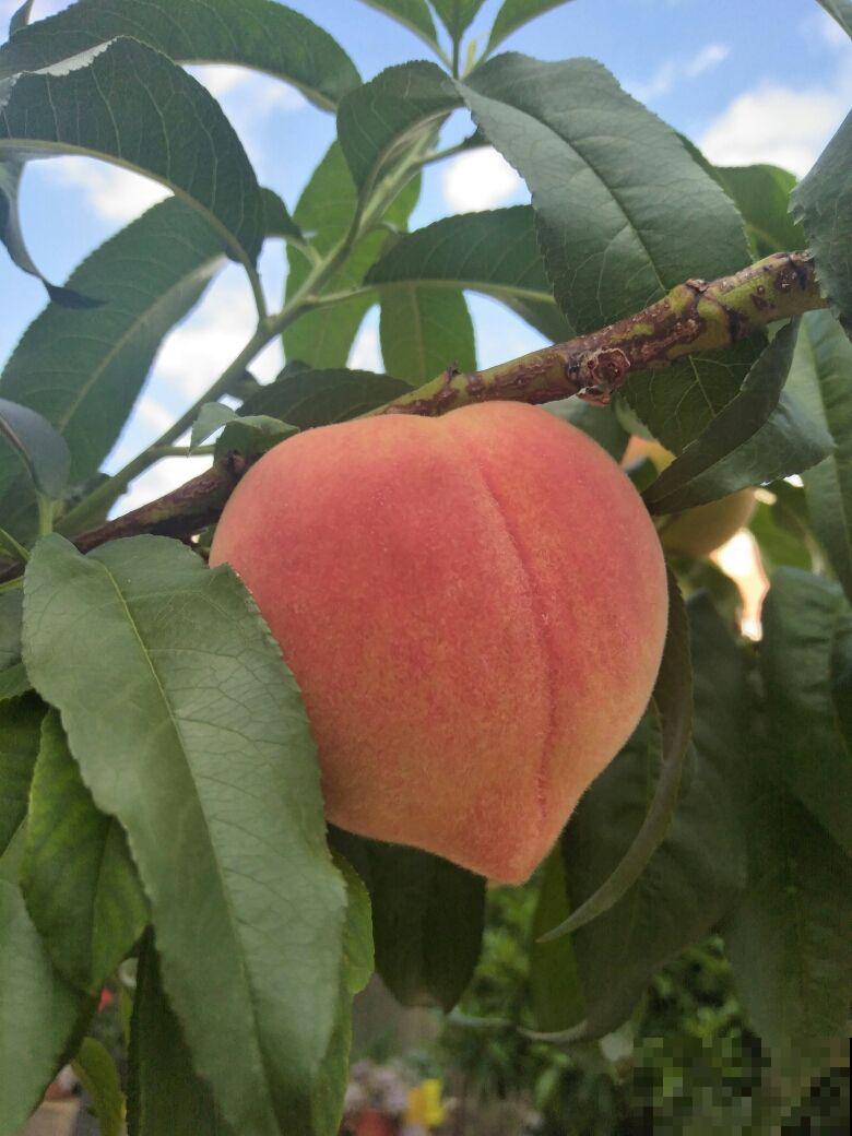 3种植物养家里，有福多、寿多、子多好兆头，从古至今都流行