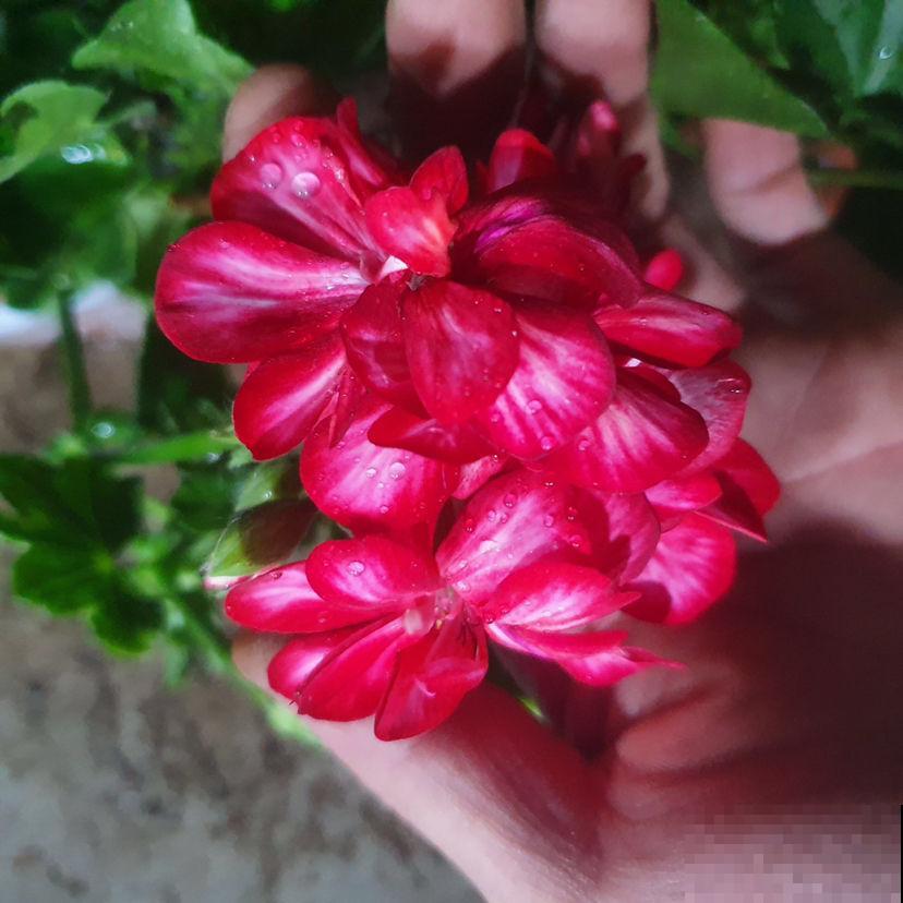 春天来了,推荐6种适合阳台养的盆栽花,开花爆盆花期长 春天来了,推荐6种适合阳台养的盆栽花,开花爆盆花期长