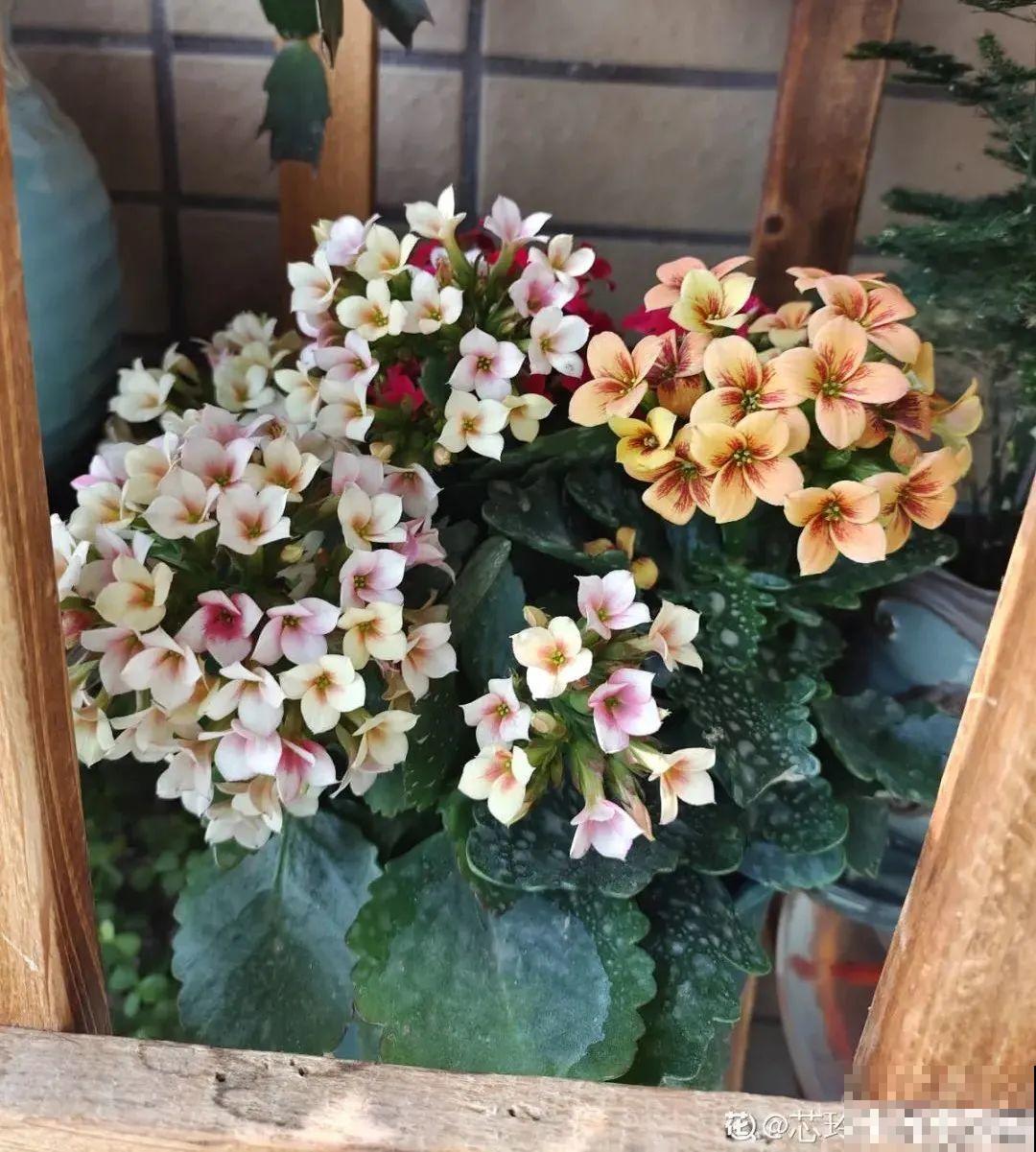 花68888元买棵桔子树，新年沾满“桔气”，来年“大吉大利”！