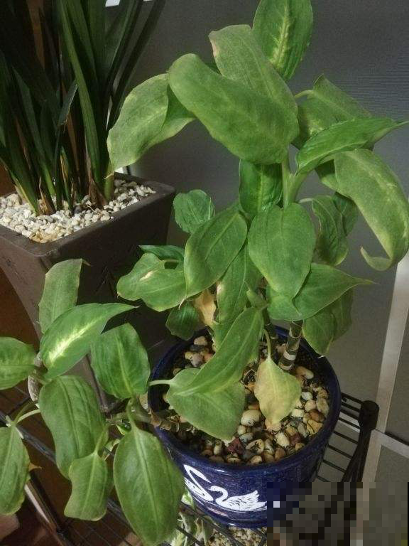 10种耐阴植物,北阳台养更好,小众又有高级感 10种耐阴植物,北阳台养更好,小众又有高级感