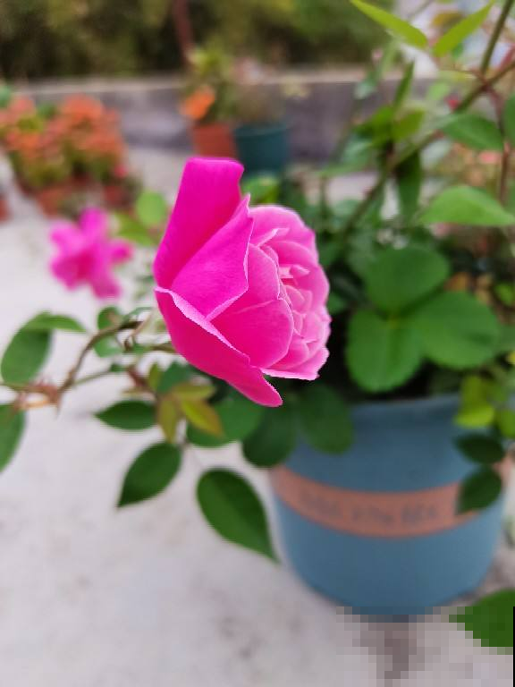 月季里的“开花机器”,养一棵就能打造花园,满院子香味 月季里的“开花机器”,养一棵就能打造花园,满院子香味