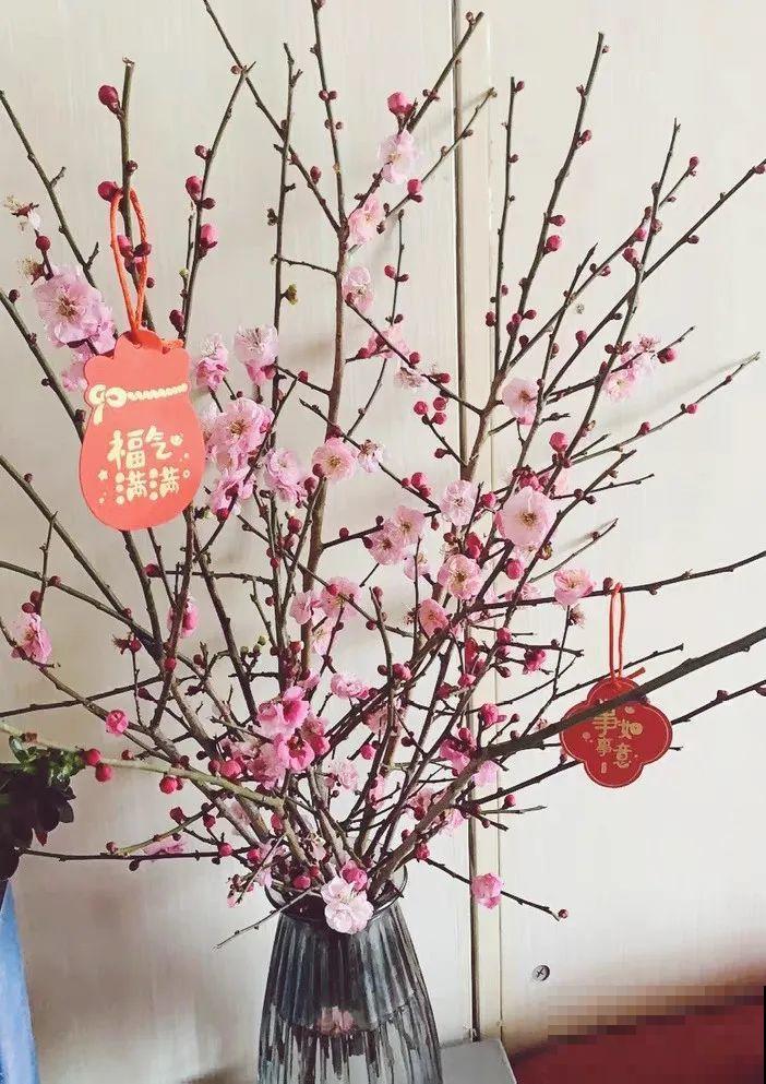 1种花剪几根枝，插水里3天就开花，迎春报喜,花香四溢