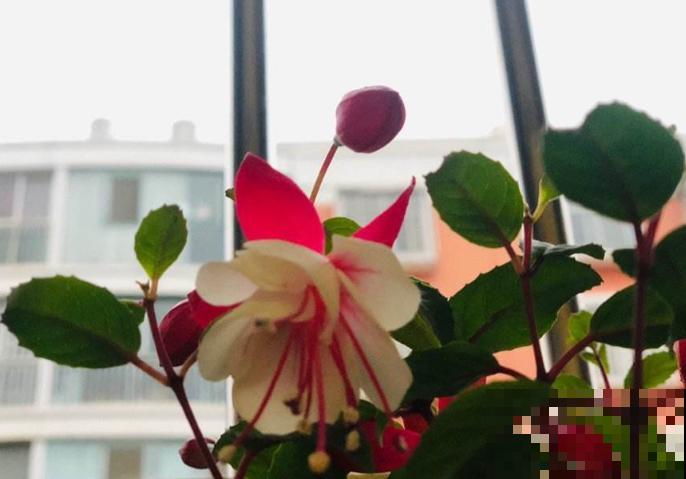 要想繁殖灯笼花，这3种方法最合适，成活率较高