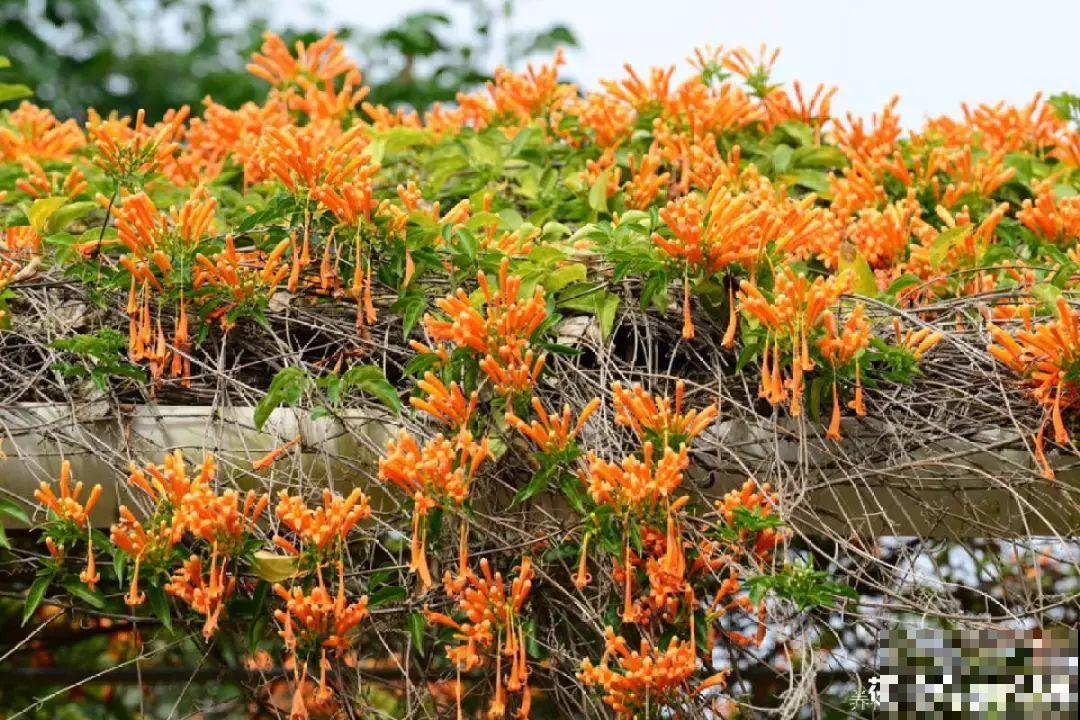 过年烟花没看够，快养这9种花，开花更美