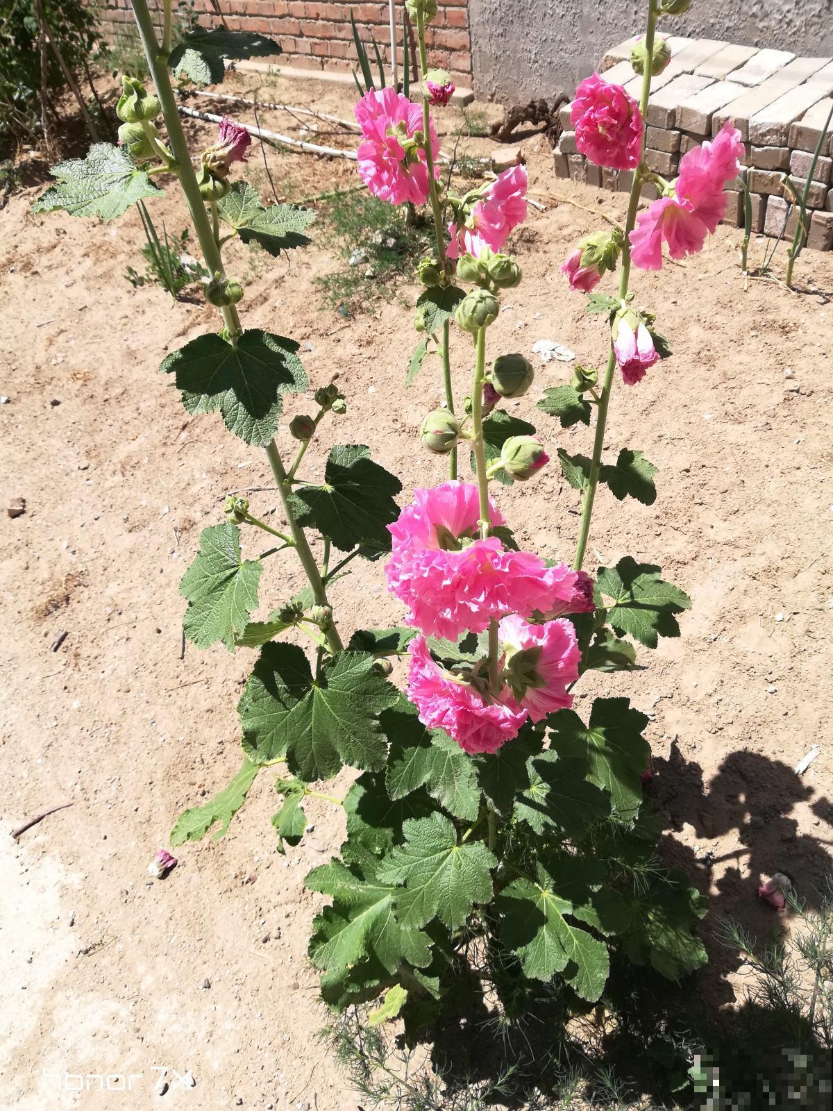 不怕晒的6种花,不用遮阴,暴晒开花更旺 不怕晒的6种花,不用遮阴,暴晒开花更旺