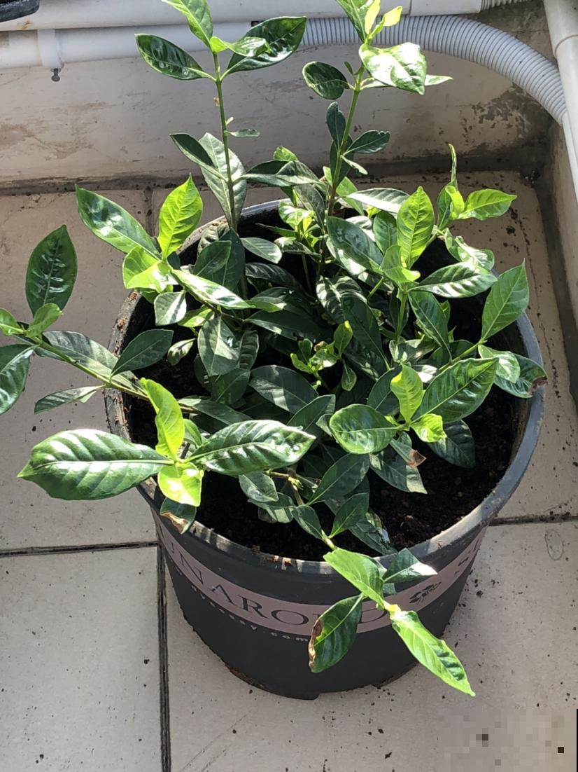 三月养花,要抓住催花机会,3点没做好今年不开花 三月养花,要抓住催花机会,3点没做好今年不开花