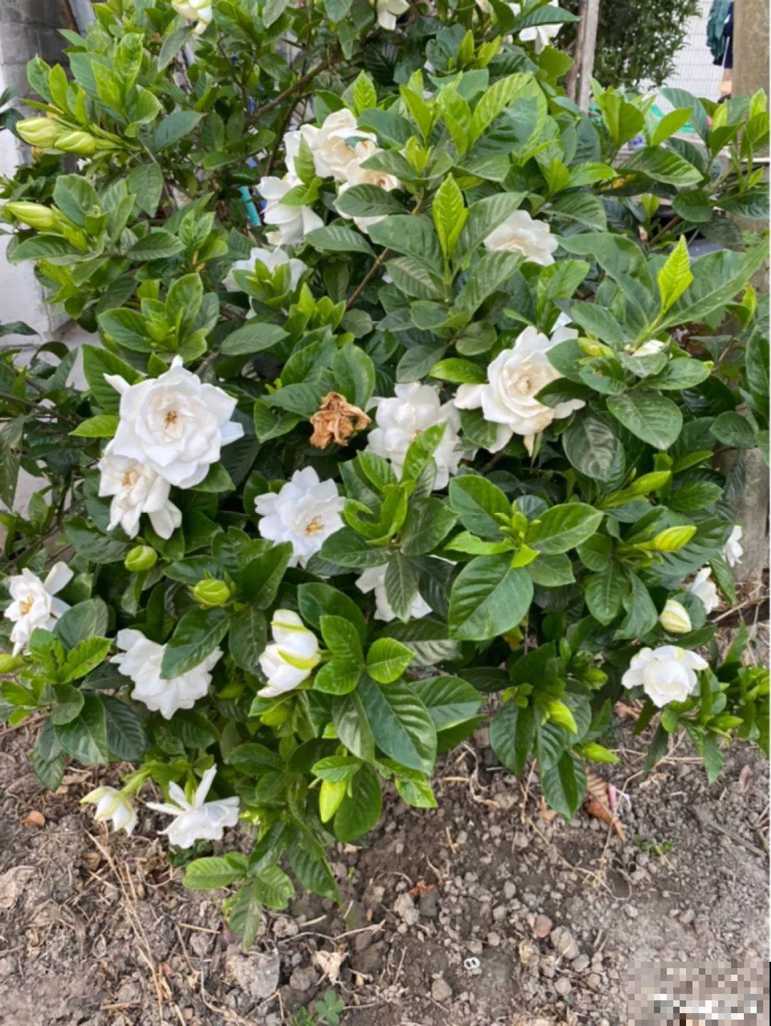 3个症状，说明花缺肥了，赶快补上，下个月大爆花