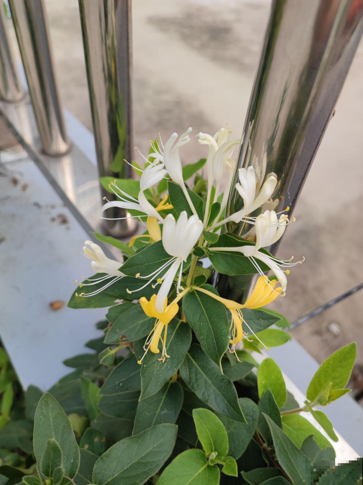 常见的10种植物，也是中药，家里养一盆，养人养身心