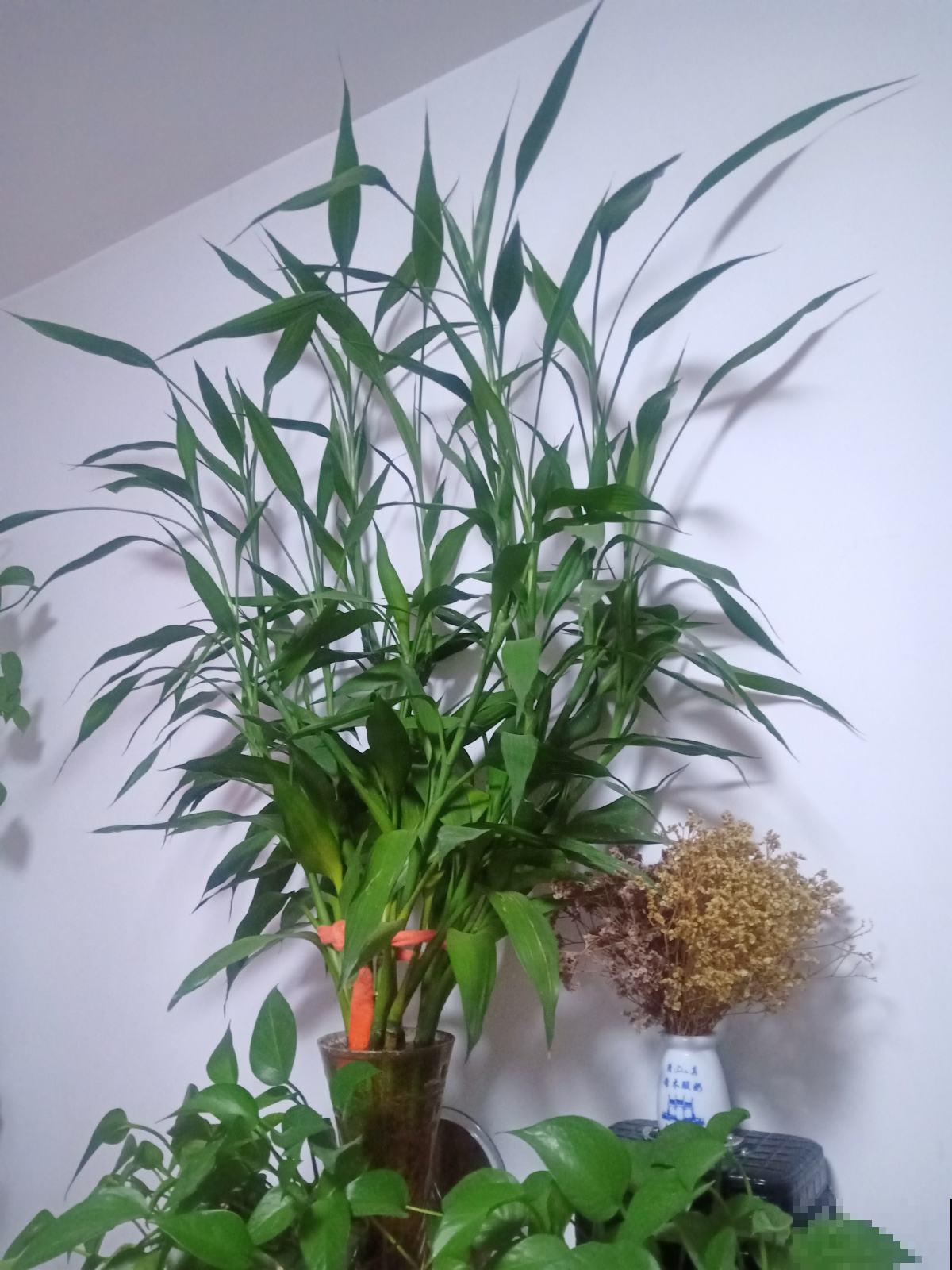 翠绿的富贵竹,在家3天就黄叶,原因你要知道 翠绿的富贵竹,在家3天就黄叶,原因你要知道