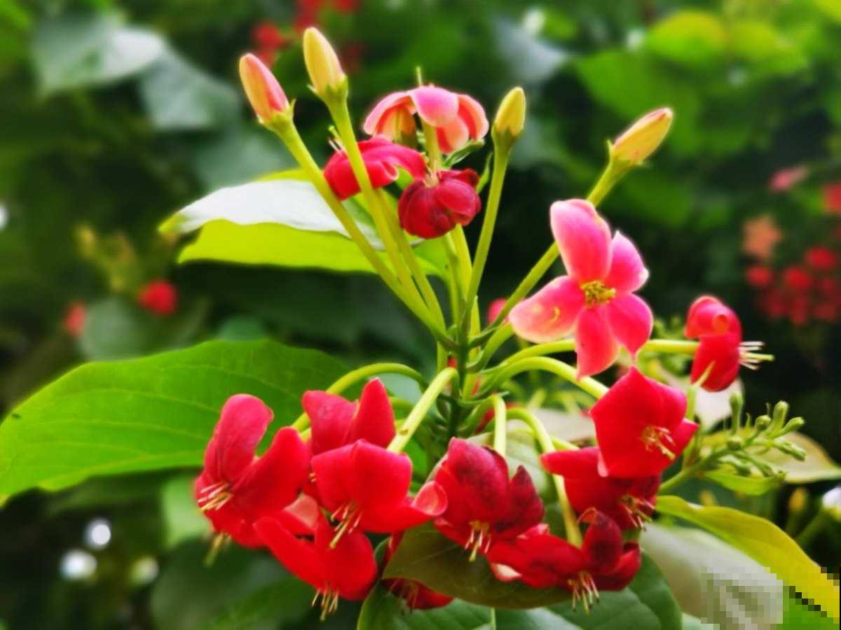 花墙不止户外有，楼房也能养，养的特省心