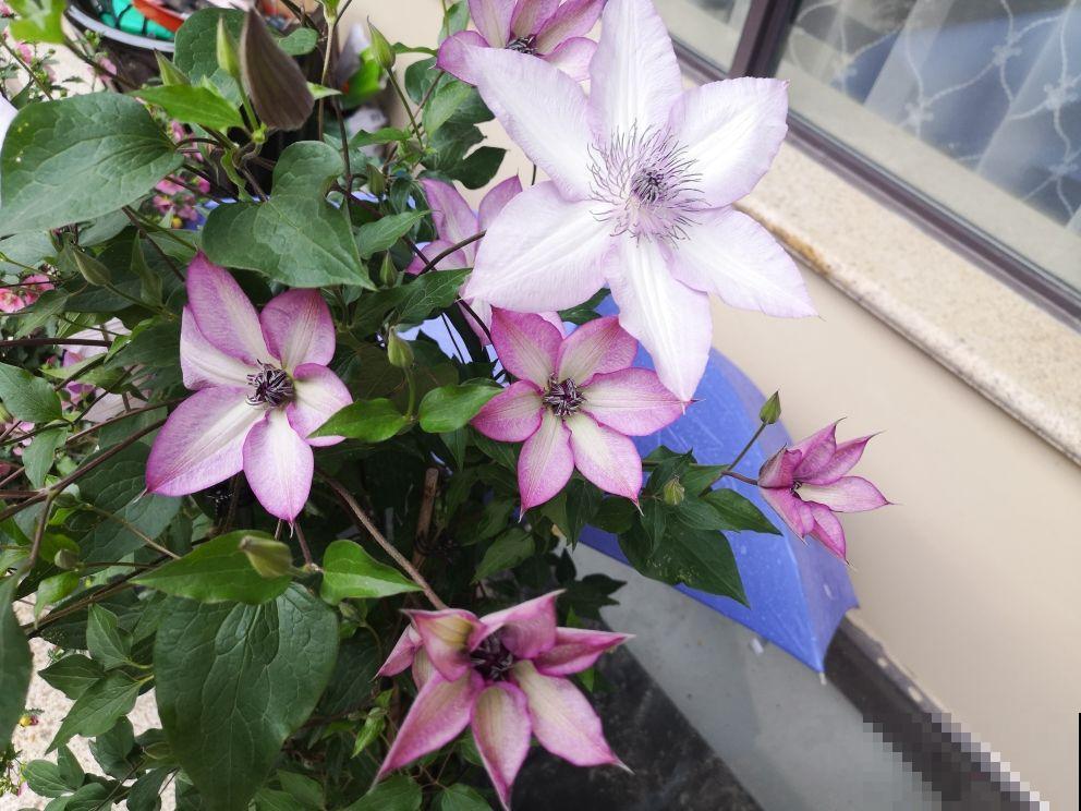 春天花园里的快乐，铁线莲该上场了，种在阳台庭院都合适