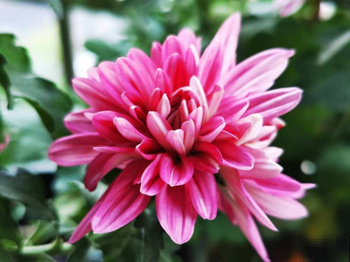 新年有新的福气花,生肖对应的花,就是你的幸运花 新年有新的福气花,生肖对应的花,就是你的幸运花