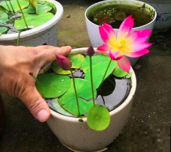 名字不吉利的4种花,开花太美,忍不住要养 名字不吉利的4种花,开花太美,忍不住要养