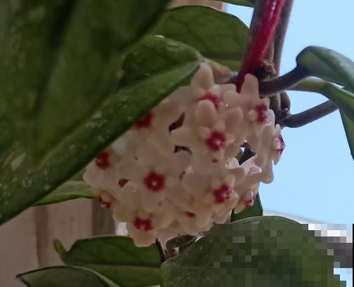 球兰家中养殖，要谨记这5点，避免出现问题