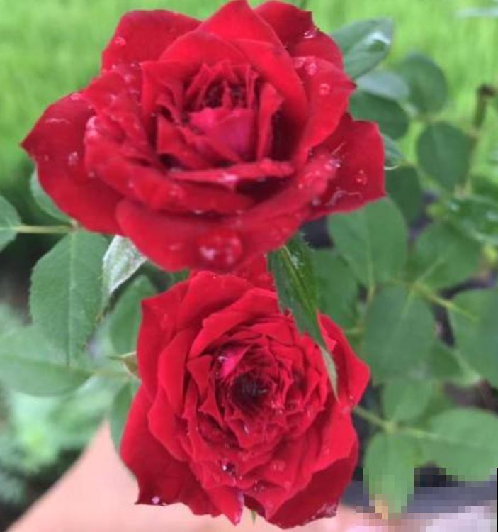 家养的玫瑰开花比脸大，关键记住5要点，花朵红艳艳